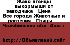 Жако птенцы выкормыши от заводчика › Цена ­ 1 - Все города Животные и растения » Птицы   . Челябинская обл.,Аша г.